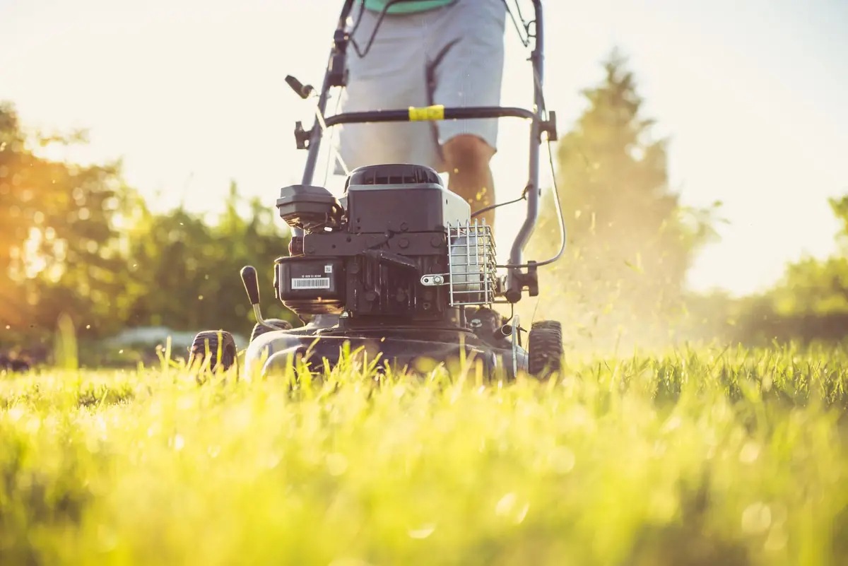 Push mower cutting a lawn in low evening sun